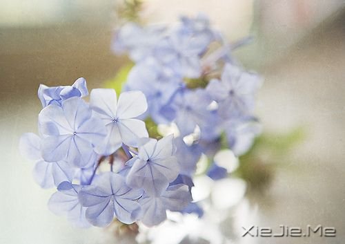 晚安心语：青春带着疼痛，却又义无反顾 (4)