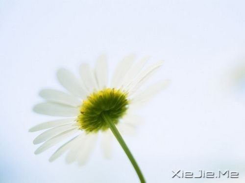 晚安心语：青春带着疼痛，却又义无反顾 (5)