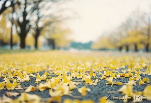 晚安心语：不为模糊不清的未来担忧，只为清清楚楚的现在努力 (5)